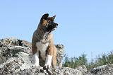AKITA AMERICAIN 066
